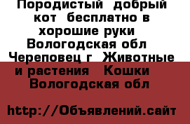 Породистый, добрый кот, бесплатно в хорошие руки - Вологодская обл., Череповец г. Животные и растения » Кошки   . Вологодская обл.